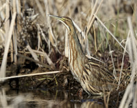 American Bittern Botaurus lentiginosus