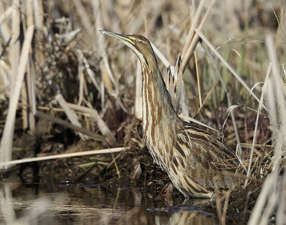 American Bittern Botaurus lentiginosus