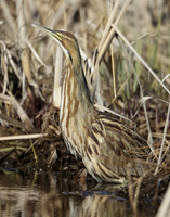 American Bittern Botaurus lentiginosus