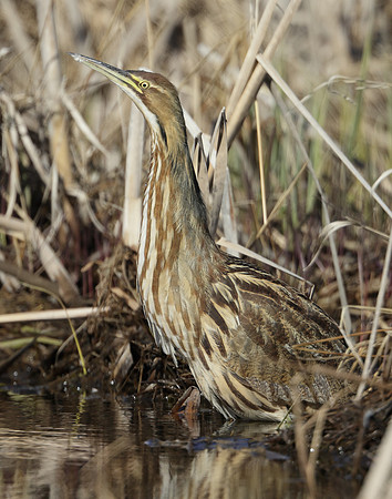 American Bittern Botaurus lentiginosus