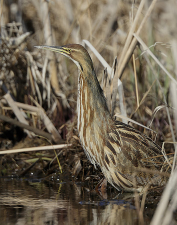 American Bittern Botaurus lentiginosus