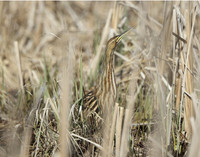 American Bittern Botaurus lentiginosus