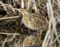 American Bittern Botaurus lentiginosus