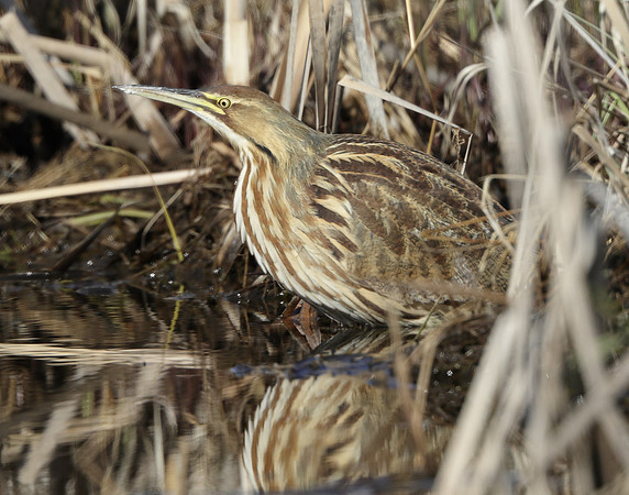 American Bittern Botaurus lentiginosus