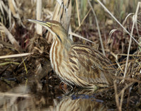 American Bittern Botaurus lentiginosus