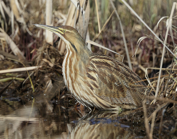 American Bittern Botaurus lentiginosus