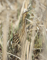 American Bittern Botaurus lentiginosus