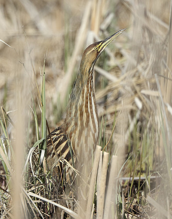 American Bittern Botaurus lentiginosus