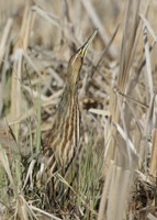 American Bittern Botaurus lentiginosus