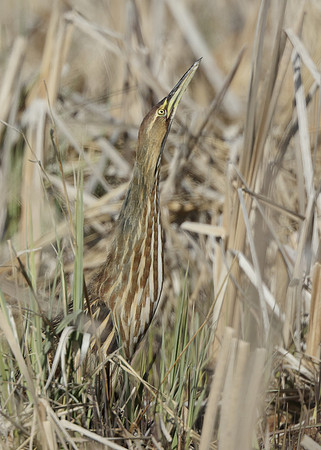 American Bittern Botaurus lentiginosus