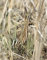 American Bittern Botaurus lentiginosus