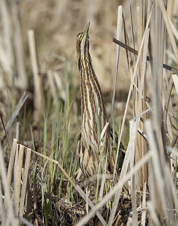 American Bittern Botaurus lentiginosus