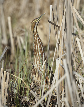 American Bittern Botaurus lentiginosus