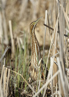 American Bittern Botaurus lentiginosus