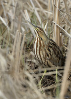 American Bittern Botaurus lentiginosus