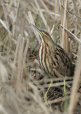 American Bittern Botaurus lentiginosus