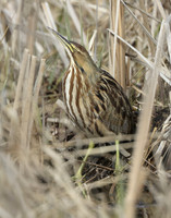 American Bittern Botaurus lentiginosus