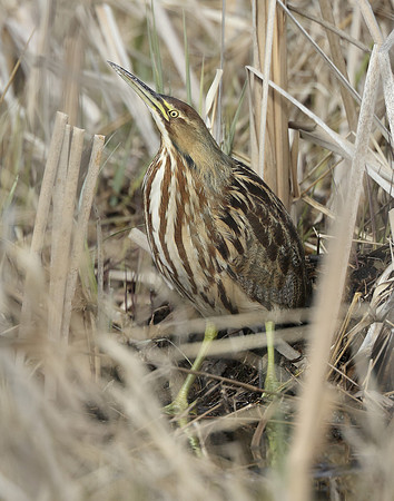 American Bittern Botaurus lentiginosus