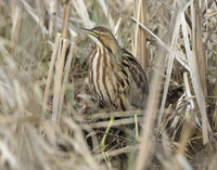 American Bittern Botaurus lentiginosus