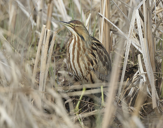 American Bittern Botaurus lentiginosus