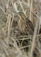 American Bittern Botaurus lentiginosus