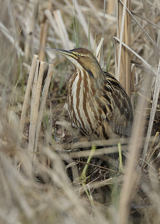 American Bittern Botaurus lentiginosus