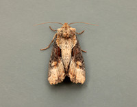 73.168 BF2336 Double Lobed Lateroligia ophiogramma