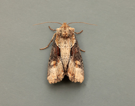 73.168 BF2336 Double Lobed Lateroligia ophiogramma