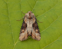 73.168 BF2336 Double Lobed Lateroligia ophiogramma