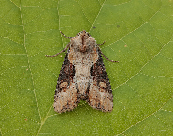 73.168 BF2336 Double Lobed Lateroligia ophiogramma