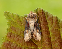 73.168 BF2336 Double Lobed Lateroligia ophiogramma