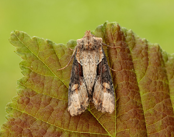 73.168 BF2336 Double Lobed Lateroligia ophiogramma