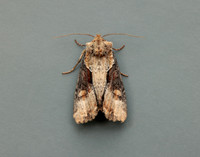 73.168 BF2336 Double Lobed Lateroligia ophiogramma