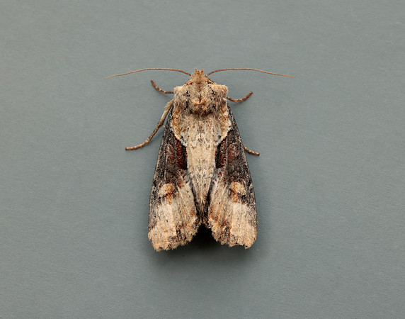 73.168 BF2336 Double Lobed Lateroligia ophiogramma
