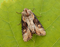73.168 BF2336 Double Lobed Lateroligia ophiogramma