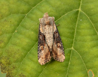 73.168 BF2336 Double Lobed Lateroligia ophiogramma
