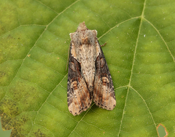 73.168 BF2336 Double Lobed Lateroligia ophiogramma