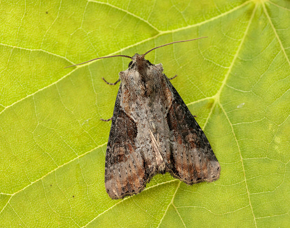 73.168 BF2336 Double Lobed Lateroligia ophiogramma