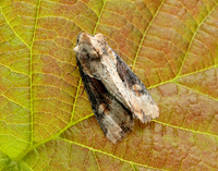 73.168 BF2336 Double Lobed Lateroligia ophiogramma
