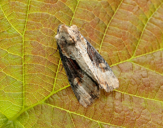 73.168 BF2336 Double Lobed Lateroligia ophiogramma