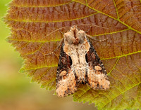 73.168 BF2336 Double Lobed Lateroligia ophiogramma