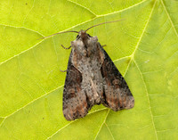 73.168 BF2336 Double Lobed Lateroligia ophiogramma