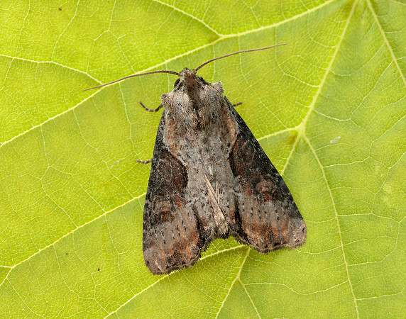 73.168 BF2336 Double Lobed Lateroligia ophiogramma