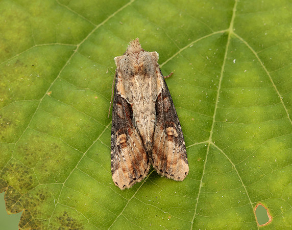 73.168 BF2336 Double Lobed Lateroligia ophiogramma