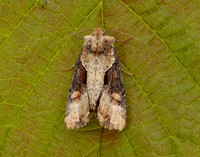 73.168 BF2336 Double Lobed Lateroligia ophiogramma