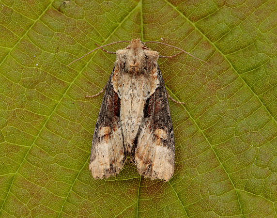 73.168 BF2336 Double Lobed Lateroligia ophiogramma