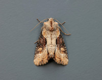 73.168 BF2336 Double Lobed Lateroligia ophiogramma