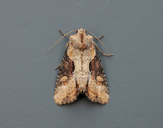 73.168 BF2336 Double Lobed Lateroligia ophiogramma