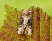73.168 BF2336 Double Lobed Lateroligia ophiogramma