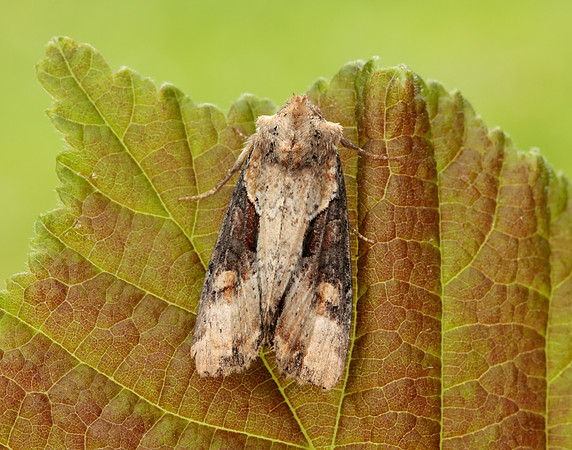 73.168 BF2336 Double Lobed Lateroligia ophiogramma